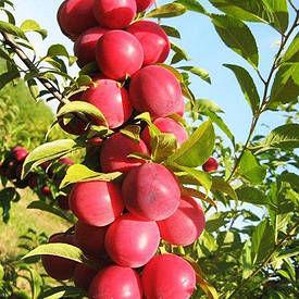 Зливу колоновидна НЬЮ ГОЛЛІВУД