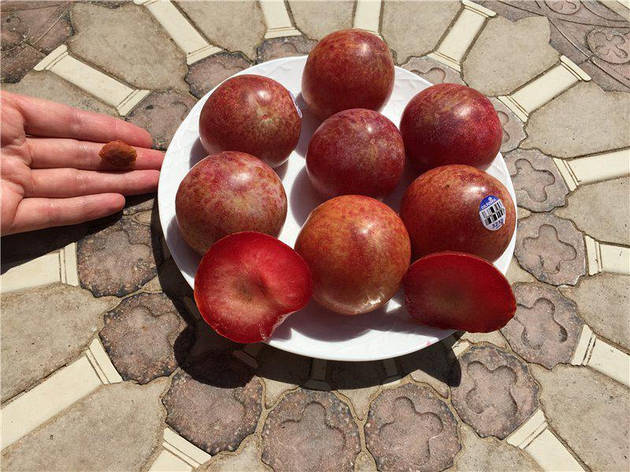 Колоновидный слива-абрикос ШЕДЕВР, фото 1