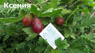 Агрус Ксенія