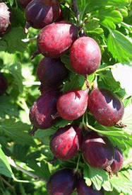 Крыижовник ШЕНОН