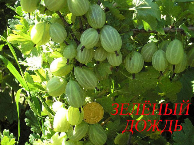 Агрус ЗЕЛЕНИЙ ДОЩ, фото 1