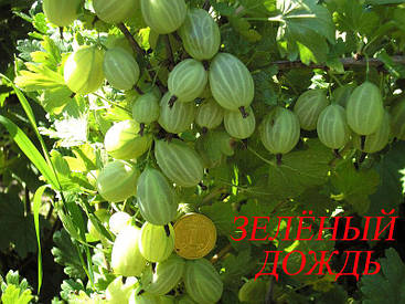 Агрус ЗЕЛЕНИЙ ДОЩ