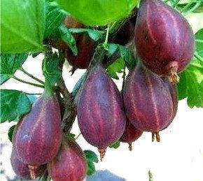 Агрус СЕРЕНАДА