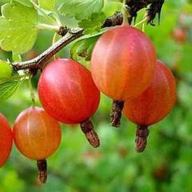 Агрус ТЯСМИН