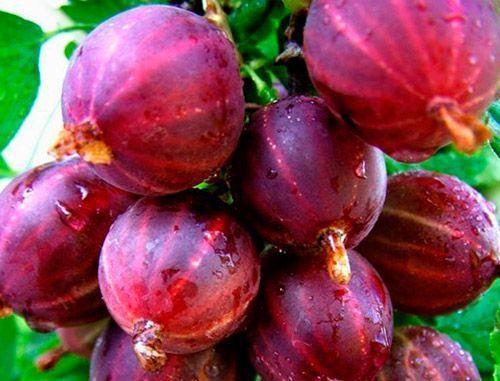 Агрус ЧЕРВОНИЙ СХІД