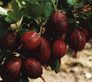 Агрус Карпати