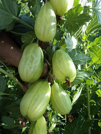 Агрус ЛЕВЕЛЛЕР