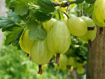 Агрус БІЛИЙ ТРІУМФ