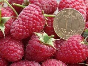 Малина БРУСИЛІВСЬКИЙ СТАНДАРТ