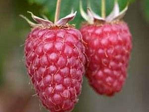 Малина ПАТРИЦІЯ