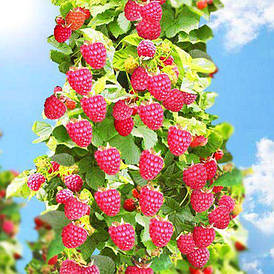 Малина деревоподібна ЗДОРОВАНЬ