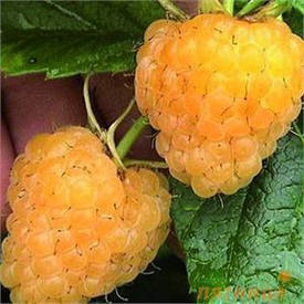 Малина Ананасна Вигорова