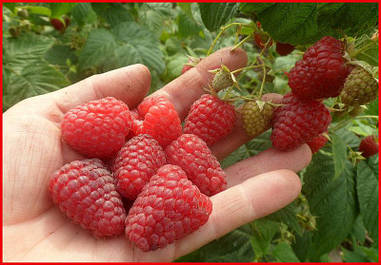 Малина ЗЮГАНА