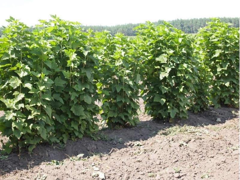 Чорна смородина ТИБЕН