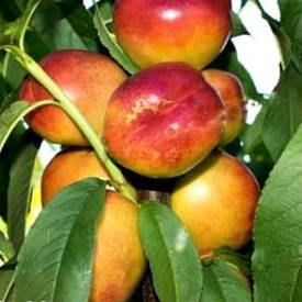 Нектарин Крымсон Голд