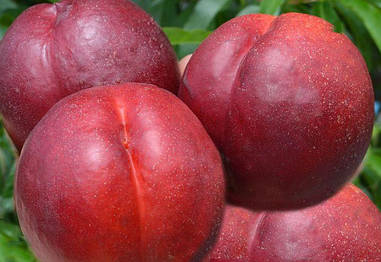 Нектарин БІГ ТОП (середній)