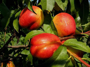 Нектарин Рубіновий 7 (середній)