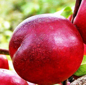 Нектарин Рубіновий 8