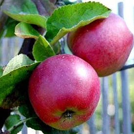 Яблуня колоновидна Спарта (зимова)