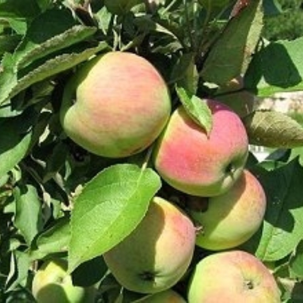 Колоновидна яблуня Телеймон (річна)