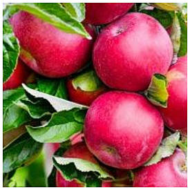 Яблуня колоновидна КВ-103 (зимове)