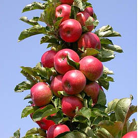 Яблуня колоновидна Вікторія (ранньо-зимова)