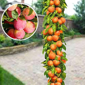 Алича-слива колоновидна Мірабель (пізня)