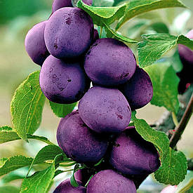 Зливу колоновидна Блю Світ (середнього строку дозрівання)