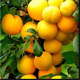 Зливу колоновидна Мірабель бона (середньо-рання)