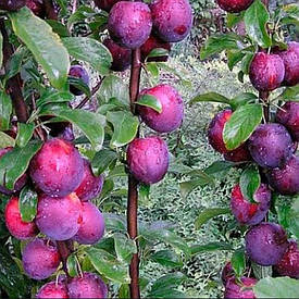 Зливу колоновидна Командор (річна)