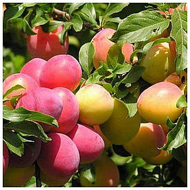 Алича колоновидна Мірабелла (ранньо-річна)