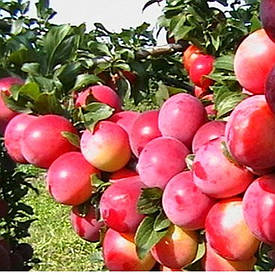 Колоновидна гібрид алича - слива Персикова (рання)