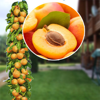 Абрикос колоновидна Принц Березень (середнього строку дозрівання)