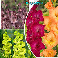 Цибулини гладіолусів