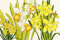 Набор для вышивания крестом Daffodil Blooms "Нарцисс цветет" Bothy Threads