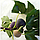 Саджанці інжиру Фініковий (Datte) 2-х річний - самоплідний, пізній, урожайний, фото 3