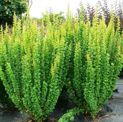 Барбарис Тунберга Еректа (Berberis thunbergii Erecta) h-40-60 см у контейнері С3 л