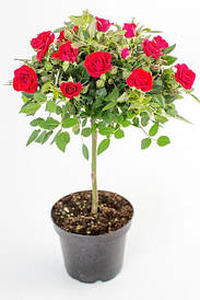 Саджанці штамбових троянд