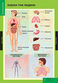 ПЛАКАТ Будова тіла людини