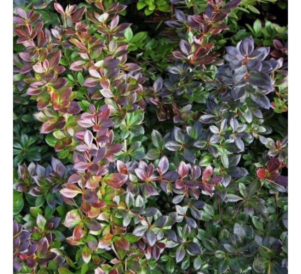 Барбарис середній Парк Джевел (Berberis media Park Jewel) а-20-40 см у контейнері С3 л, фото 1