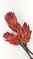 Сухоцвет натуральный Протея Repens Красная