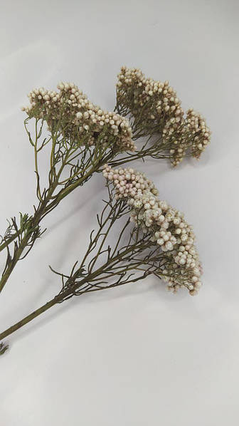 Сухоцвет натуральный Озотамнус Белый: продажа, цена в Черновцах. Сушеные  цветы, растения от FloDecor - 1578013270
