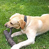 Передержка Лабрадора, фото 4