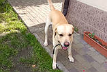 Передержка Лабрадора, фото 5