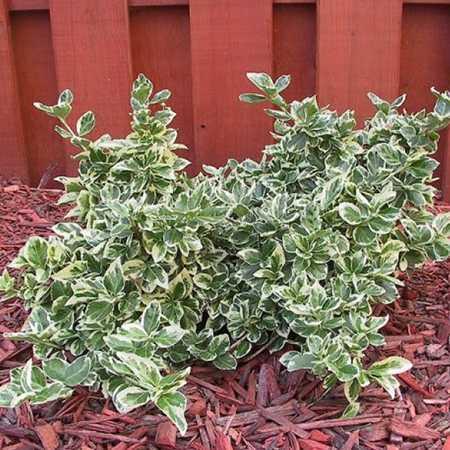 Бересклет форчуна Сільвер Квін (Euonymus fortunei Silver Queen) а-20-40 см у контейнері С2 л, фото 1