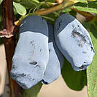 Aurora (Аврора) саджанці жимолості (M-90)