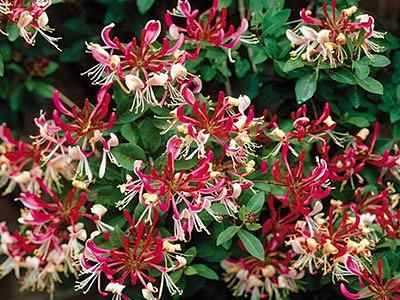 Жимолість Капріфоль (ліана) (Lonicera Сaprifolium) h-80-100 см у контейнері С2 л, фото 1