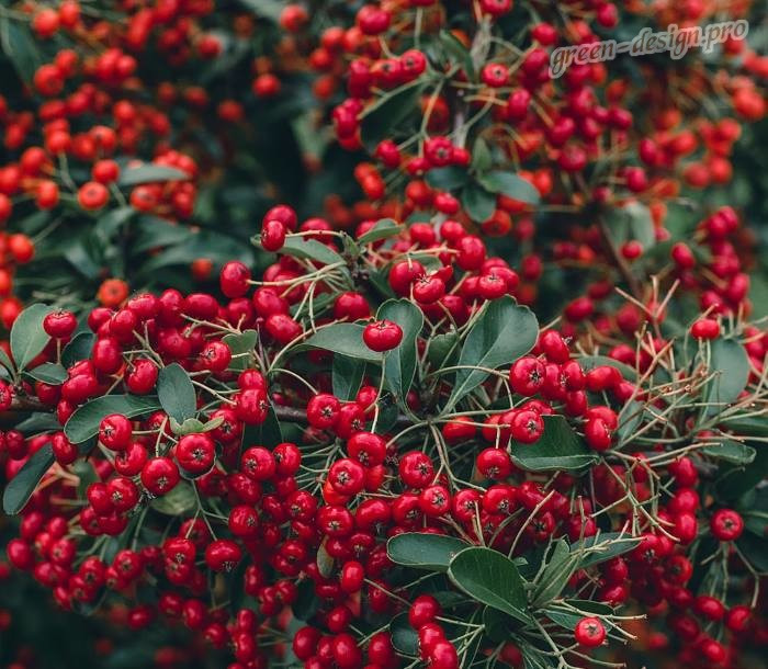 Піраканта Ред Колумн (Pyracantha coccinea Red Column) а-40-60 см у контейнері С2 л, фото 1