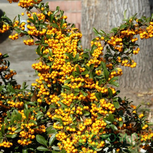 Піраканта шарлахова Солейл Дор (Pyracantha coccinea Soleil d'Or) h-40-60 см у контейнері С2 л