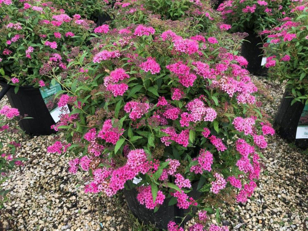Спірея японська Ентоні Ватерер (рожева) (Spiraea japonica Anthony Waterer) а-20-40 см у контейнері С1,5 л, фото 1